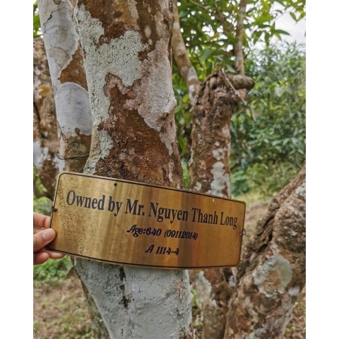 Trà Phổ Nhĩ